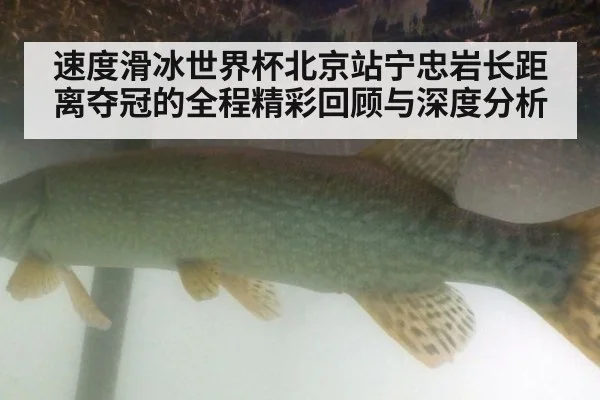 速度滑冰世界杯北京站宁忠岩长距离夺冠的全程精彩回顾与深度分析